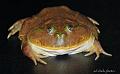 01 - Lepidobatrachus laevis